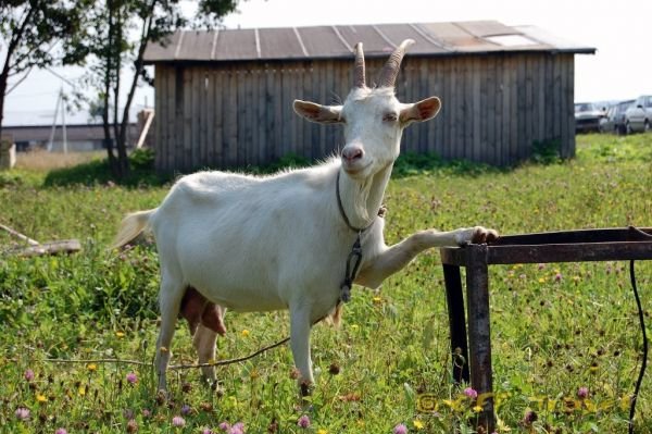 Лечение мастита у козы