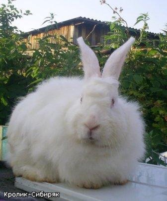 кролик породы белая пуховая