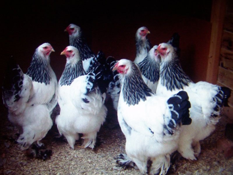 Los pollos Brama crían luz: descripción, contenido, alimentación, cuidado y cría