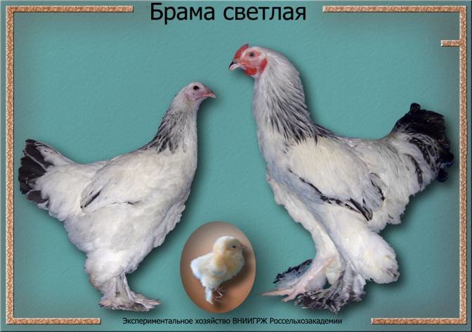 Los pollos Brama crían luz: descripción, contenido, alimentación, cuidado y cría