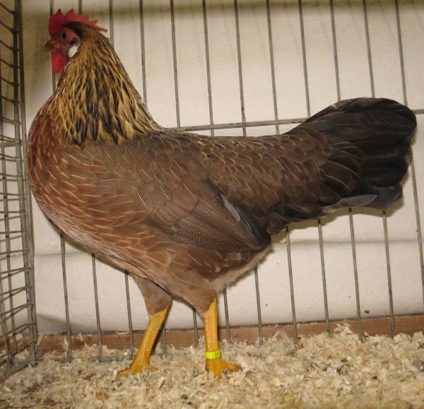Perdrix italienne de race de poulet: description, contenu, alimentation, soin et élevage