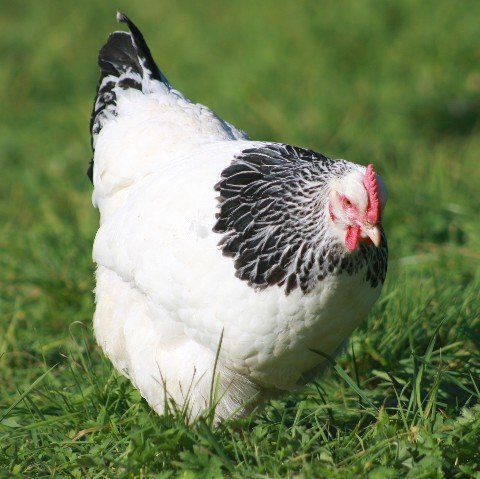 Raza de pollo Sussex: descripción, contenido, alimentación, cuidado y cría