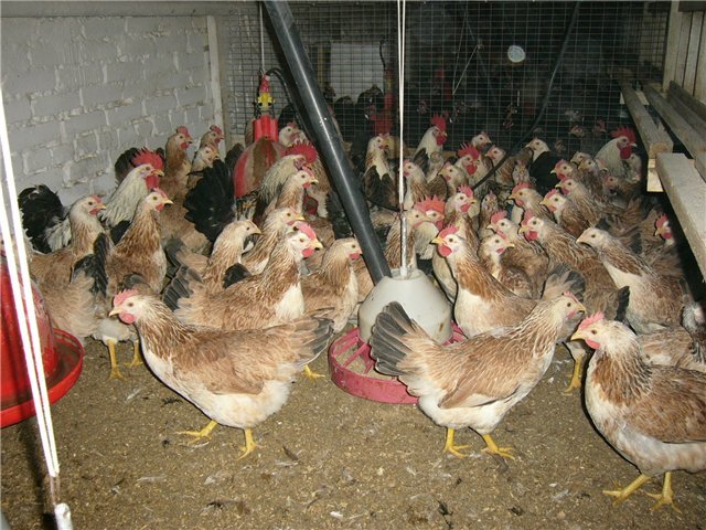 Zagorka vistas laši: apraksts, saturs, barošana, kopšana un audzēšana