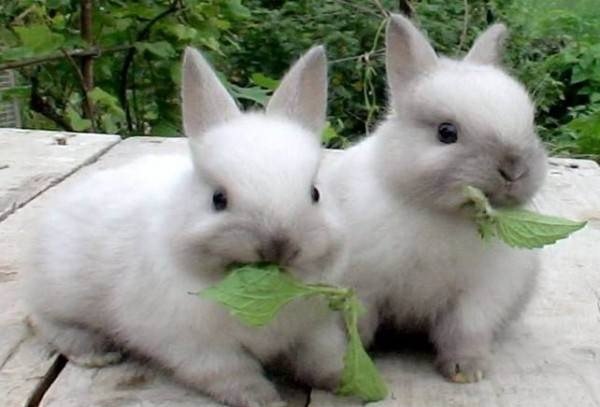 comida de conejo