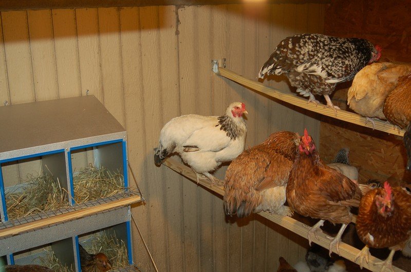 Chickens-08012010-04