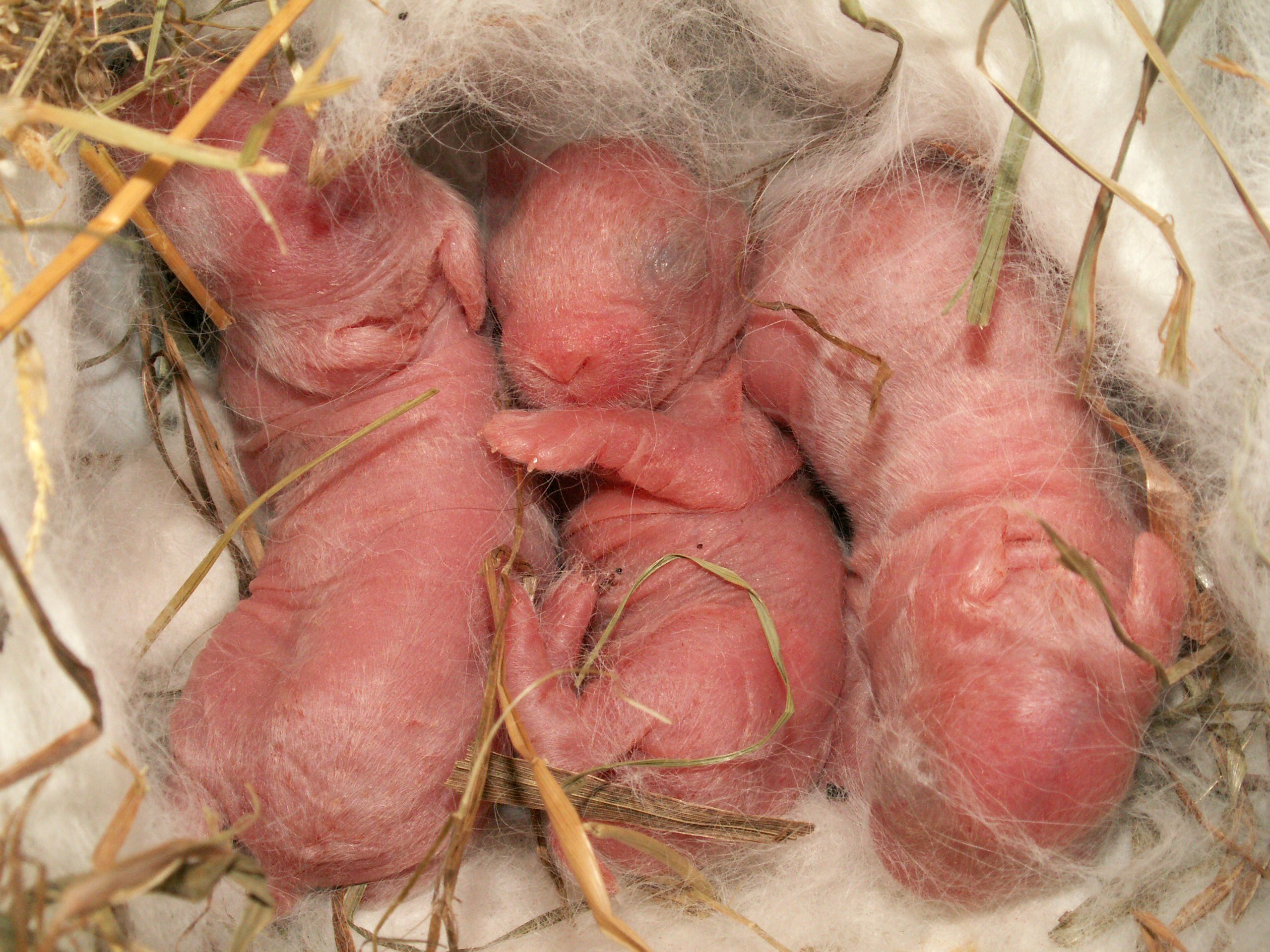 Беременна ли крольчиха. Новорожденные крольчата. Новороженныекрольчата.